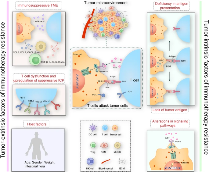 In this comprehensive review🫨👉, we highlight the role of circular RNAs in modulating resistance to #cancer #immunotherapy.🦠 🟡They examined how circRNAs can offer invaluable information about how likely a patient is to respond positively to immunotherapy, which could
