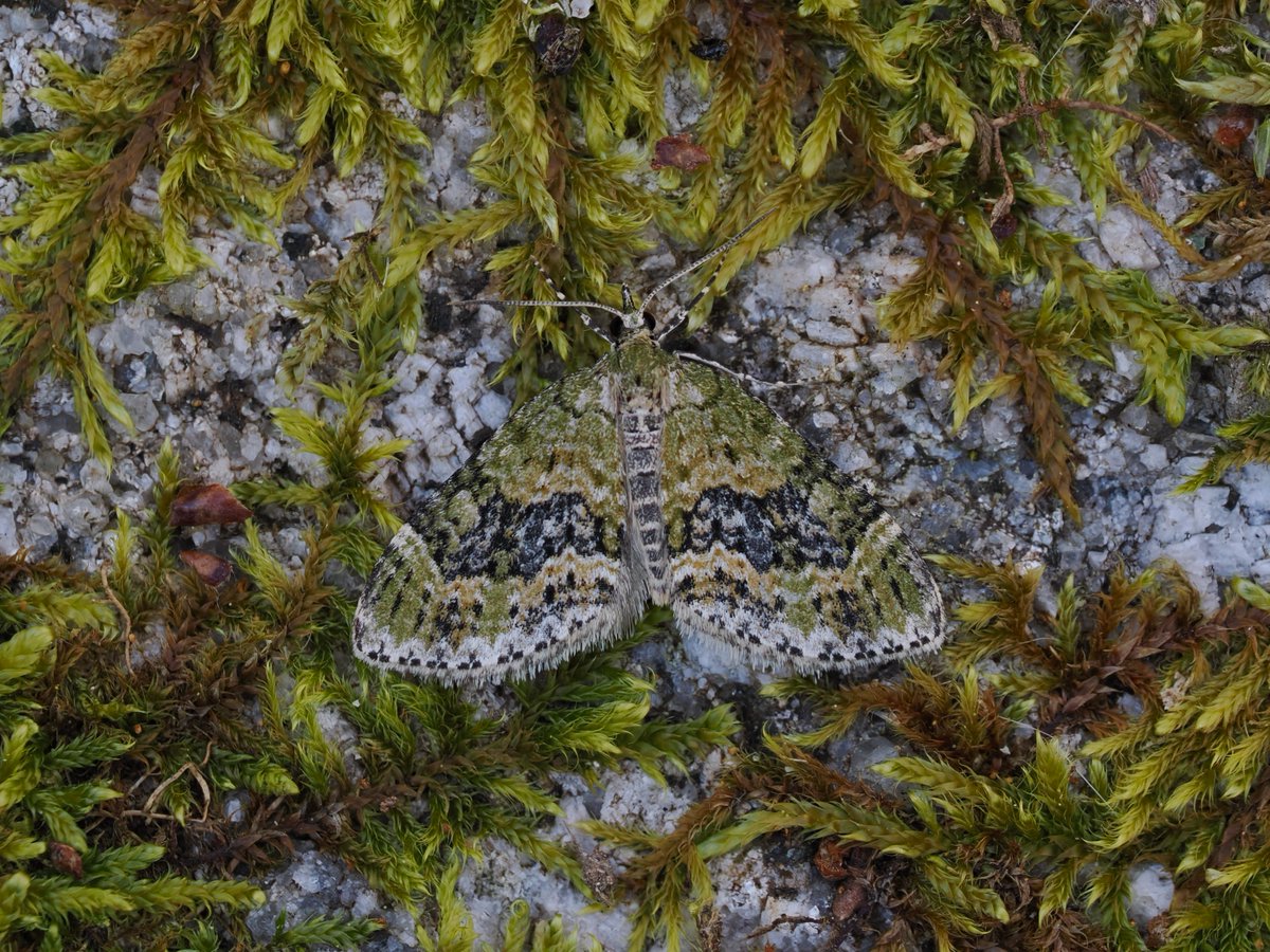 175 moths of 21 species graced the MV & LepiLed last night in Crathie, Cairngorms inc 2 stunning male Kentish Glory as well as our first Yellow-barred Brindle, Streamer, Herald, Lead-coloured Drab etc. Quality and quantity! #TeamMoth #MothsMatter