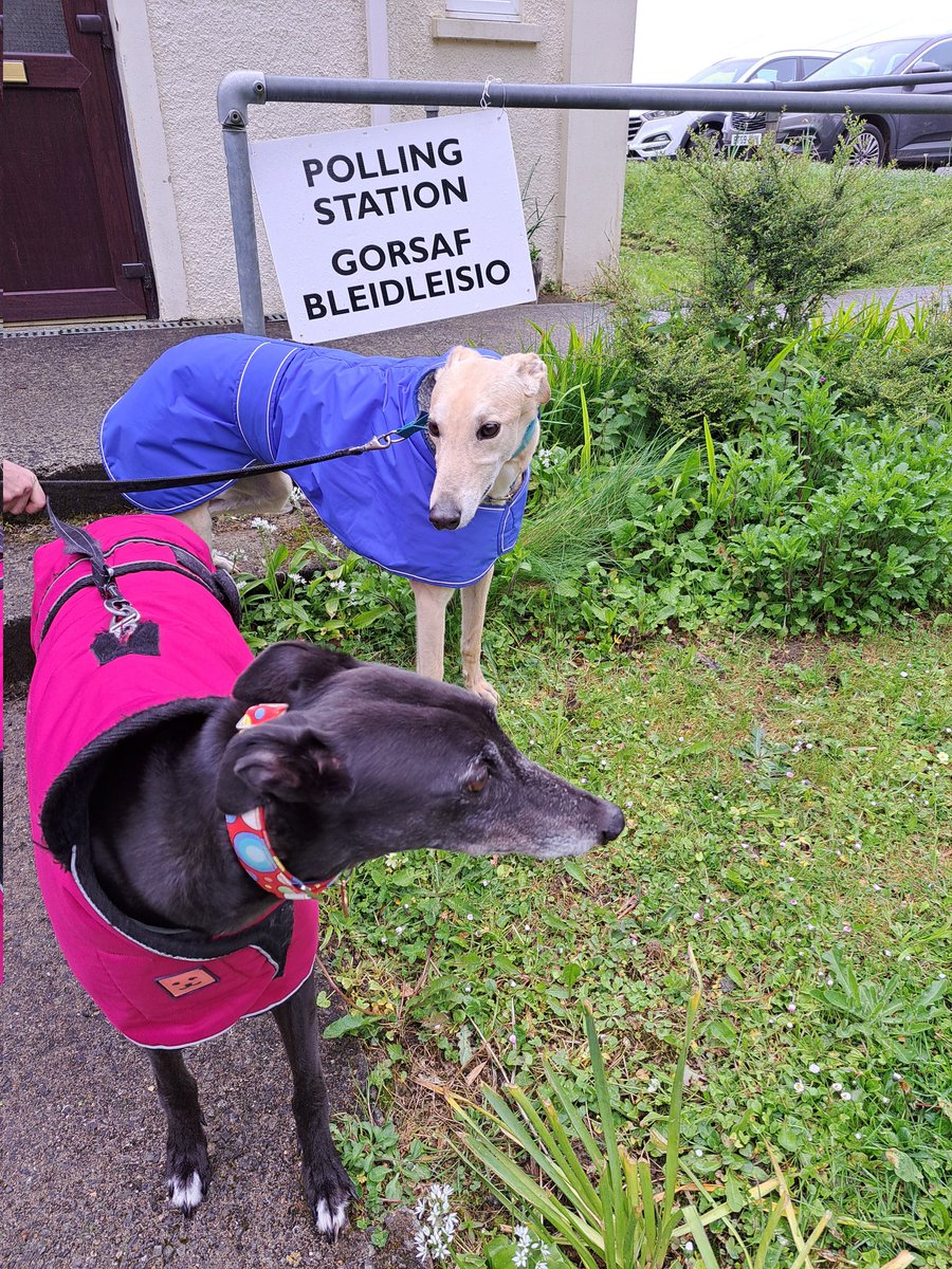 #dogsatpollingstations