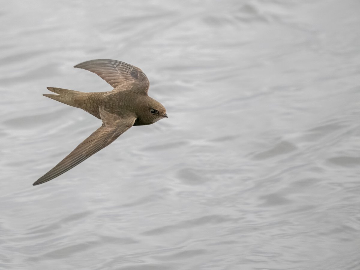 Although the light wasn't great, I was happy to get my first few half decent Swift shots at the weekend! OM-1 + 100-400mm F5-6.3 @OMSYSTEMcameras @OlympusUK @E17Wetlands @WildLondon @SaveLeaMarshes @LeeValleyPark @WeLoveE17Marsh