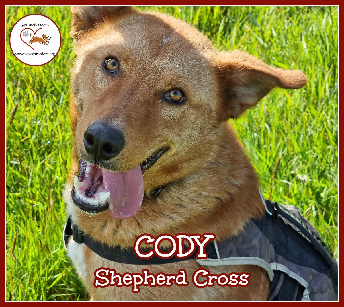 Paws2Freedom's tweet image. Hi, I'm Cody. I’m looking for my forever home. ​I’m a stunning red Shepherd-type dog, like a giant golden fox. I’m 3 years old, full of energy and love to play with people and other dogs. Can I come home with you? paws2freedom.org/adopt-cody/ #dogrescue #dogfoster #Cornwall #Devon