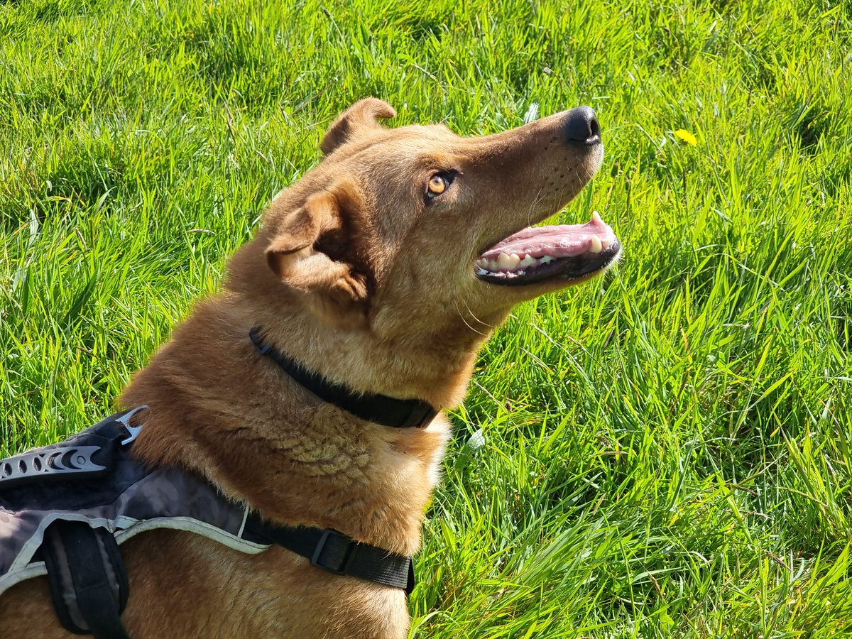 Paws2Freedom's tweet image. Hi, I'm Cody. I’m looking for my forever home. ​I’m a stunning red Shepherd-type dog, like a giant golden fox. I’m 3 years old, full of energy and love to play with people and other dogs. Can I come home with you? paws2freedom.org/adopt-cody/ #dogrescue #dogfoster #Cornwall #Devon