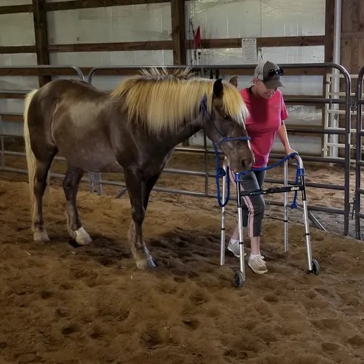 “We have witnessed the impossible become possible. Children and adults lacking physical mobility are gaining muscle function and movement, while other clients who have never spoken a single word in their entire lives are now verbal.” Equine therapy teaches and allows individuals…