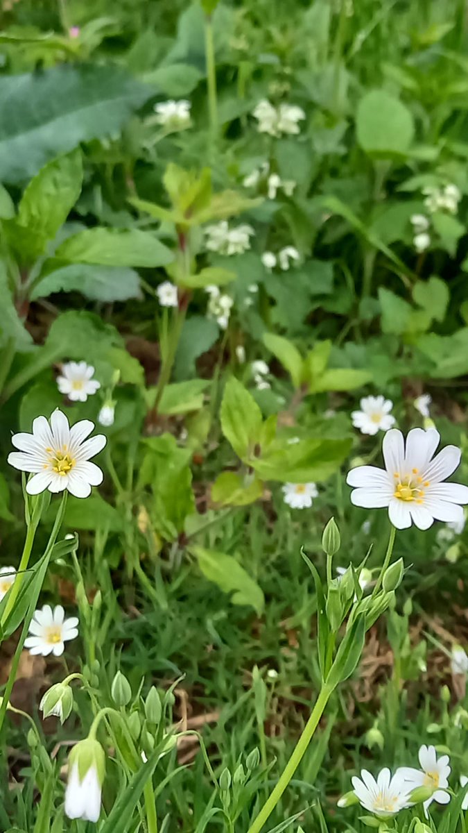 Our wildlife garden at Egleton near the Anglian Water Birdwatching Centre at Rutland Water looking is looking rather beautiful in bloom