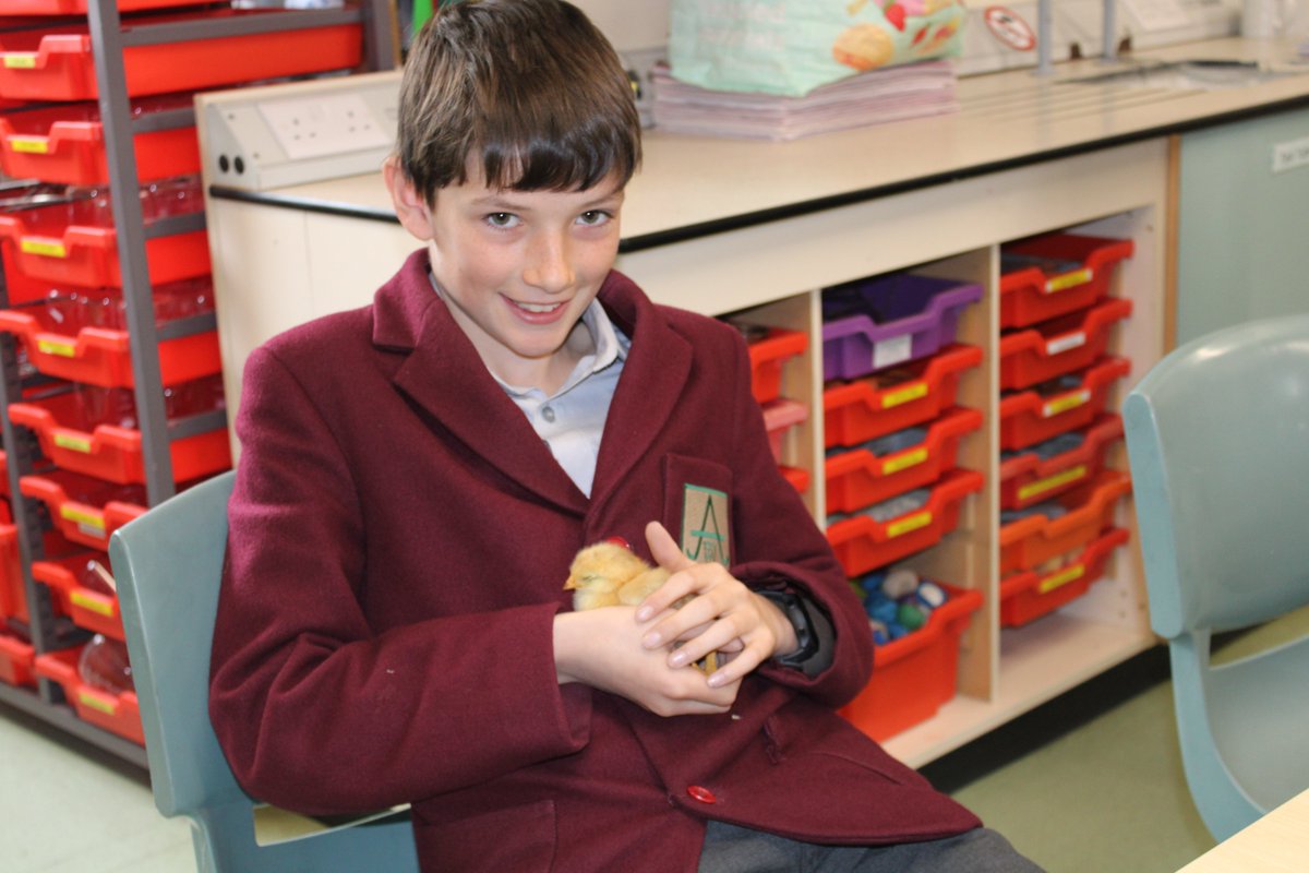 Mrs. Lloyd’s adorable one-week-old chicks brought a wave of excitement to the whole school! 🐥 Pre-Prep children were especially thrilled, caring for the fluffy chicks with great care and enthusiasm. Even our older children in Form 5 couldn't resist their charm!

#WeAreAshfold