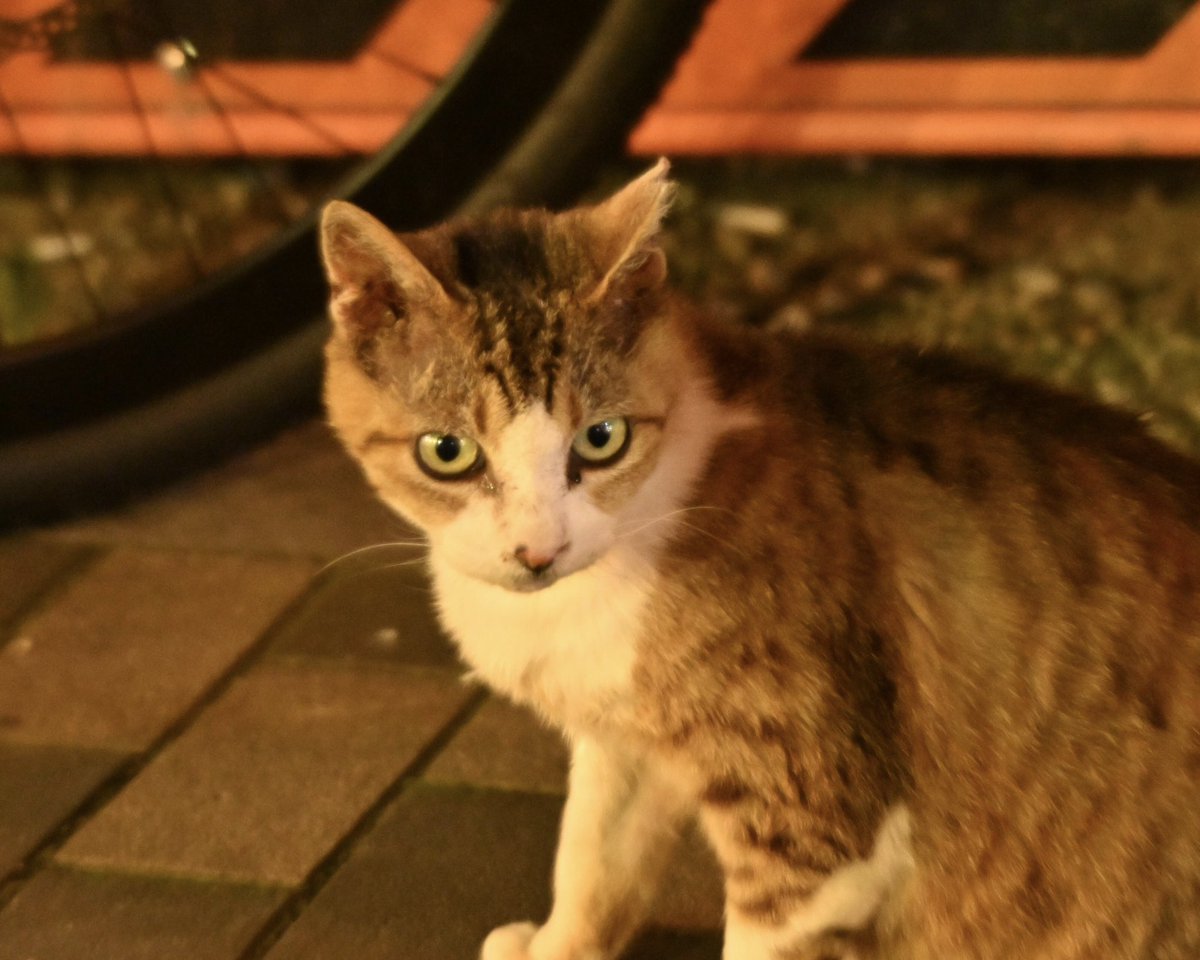 #streetcat
#osaka #japan

#猫　#ネコ　#ねこ　
#桜耳
#ミナミ #大阪
#nocat #nolife