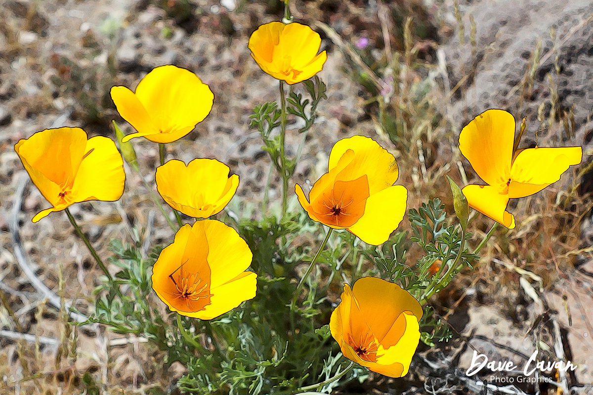#dailybluemarble #flowers California poppies in the #Arizona desert, near Sedona in a photo from a few years ago. When Arizona has a spring rain at just the right time it's an amazing place full of flowers of almost every color. #nature #photography