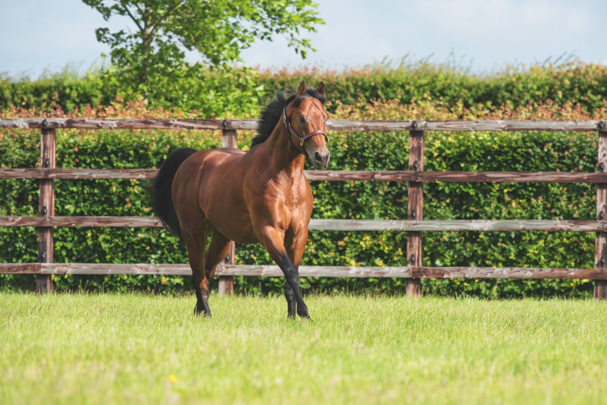 🌟 New Listed winner for @DarleyEurope's TERRITORIES (pic) 🌟

🥇 TERRITORYWAR wins the Listed Prix Servanne at @fgchantilly. The 5YO gelding was purchased at @InfoArqana by @MAB_Agency from @Castillon_haras for €50,000.

📰 Pedigree review in tonight's EBN

#ReadAllAboutIt