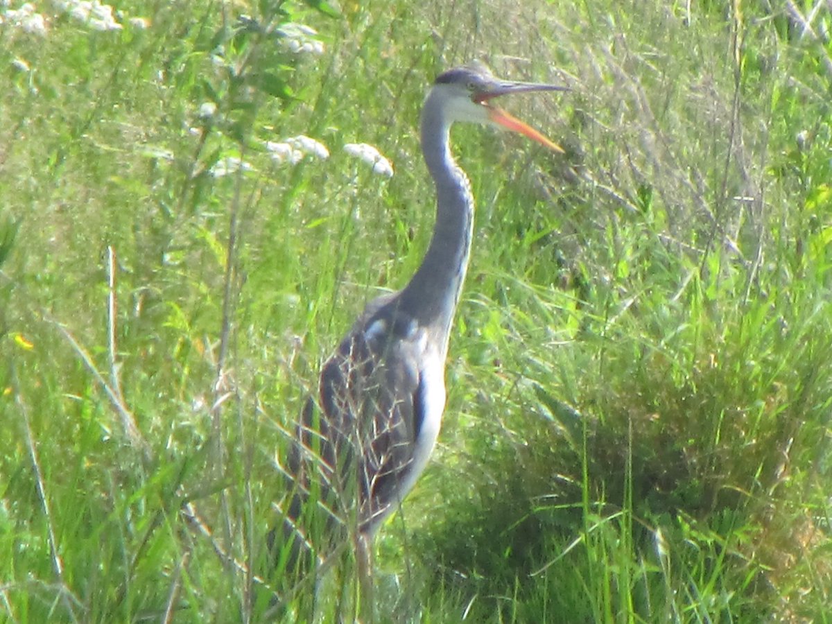 Grey Heron