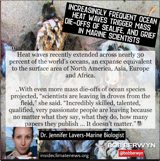 What it is like to 'care' in an extinction event. It's grief just watching things die ➡️insideclimatenews.org/news/01052024/… Global heating is mimicking the most cataclysmic extinction of marine life in 250 million years *Permian where 90% of all marine life died. #ClimateCrisis