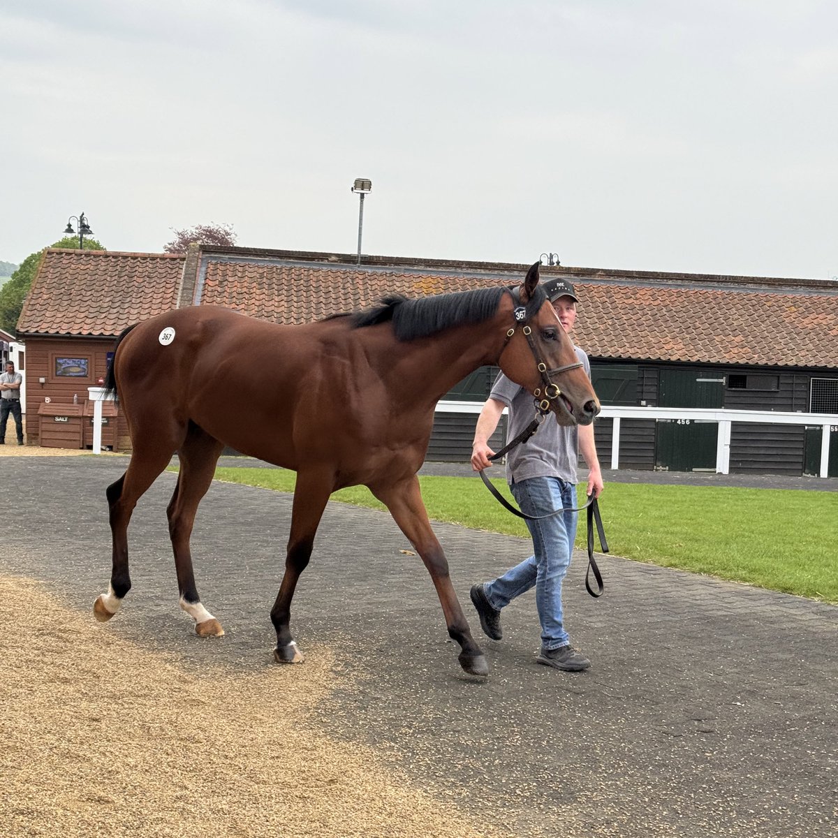 Gr.1 sourcing bloodstock agent @JSBLOODSTOCK acquires Lot 167 for 160,000gns at the @Tattersalls1766 Guineas Breeze Up Sale on behalf of @OpThoroughbreds. ⭐️ The colt is will go into training with last year’s 2000 Guineas winning trainer Andrew Balding. 😍