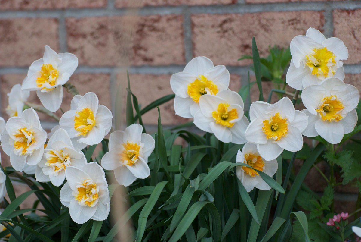 #daffodils #flowers #flowerphotography #flowerpower #naturephotography #nikonphotography #photography #alfredontario #flowersonx🌷 #photooftheday #photographer #tbt❤️ #nikond60 #wbw #spring #daffodilseason #photographylovers #photographeronx