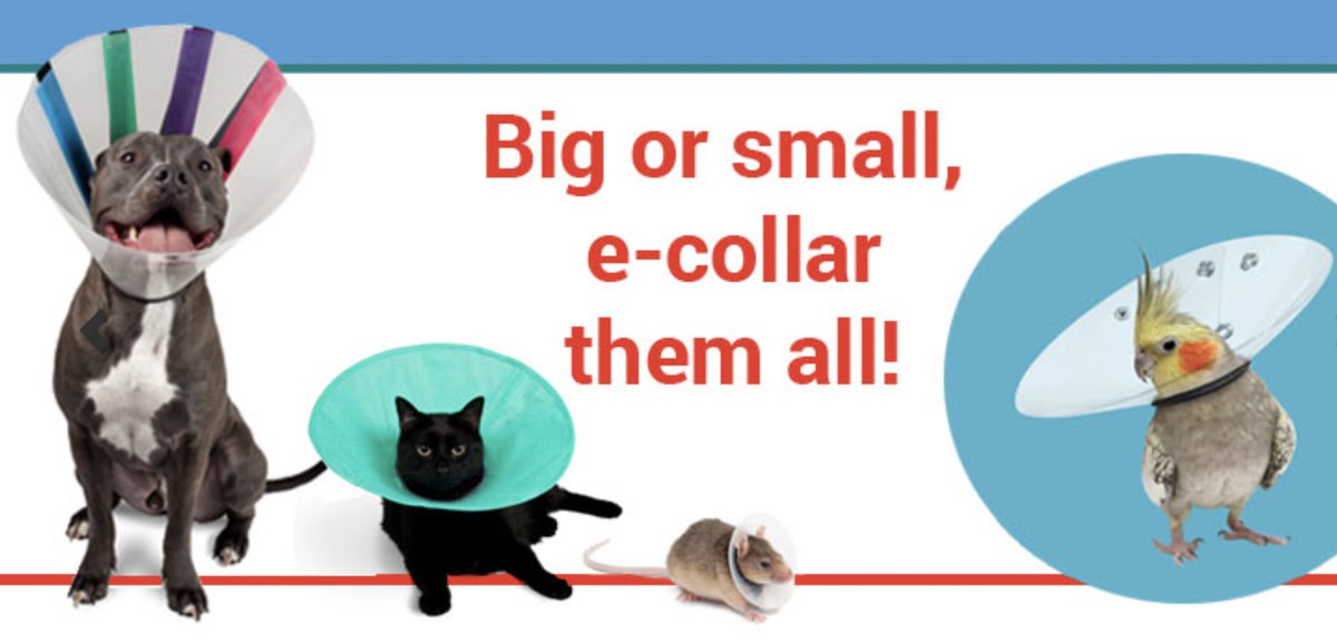 Did you know we offer e-collars in all sizes from XL dogs, cats, and birds to mice? Stock up today by visiting bit.ly/4ddh6o5. #vetrimark #vetclinic #vetmed #veterinary #animalhealth