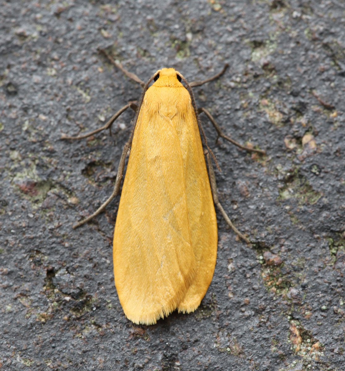 Ruby Tiger & Orange Footman (Nuneaton,Warks 2/5/24) No moths in the actual trap this morning but Footman on the wall & the Tiger emerged in the garden this afternoon. #MothsMatter