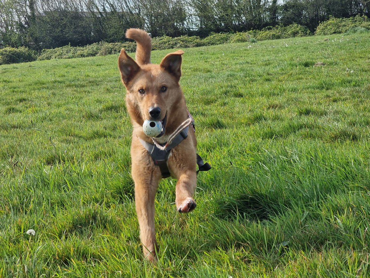 Paws2Freedom's tweet image. Hi, I'm Cody. I’m looking for my forever home. ​I’m a stunning red Shepherd-type dog, like a giant golden fox. I’m 3 years old, full of energy and love to play with people and other dogs. Can I come home with you? paws2freedom.org/adopt-cody/ #dogrescue #dogfoster #Cornwall #Devon