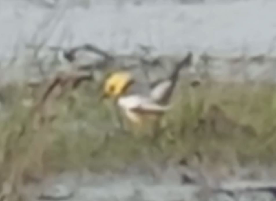 I grabbed some stills of the Citrine Wag at Holland Haven from my phone-scoped video and the first looks good, but the second one...🤔 Either way I'm chuffed as I've never seen a Citrine before and a great find by the @BirdingHaven locals 👍 @EssexBirdNews @RareBirdAlertUK