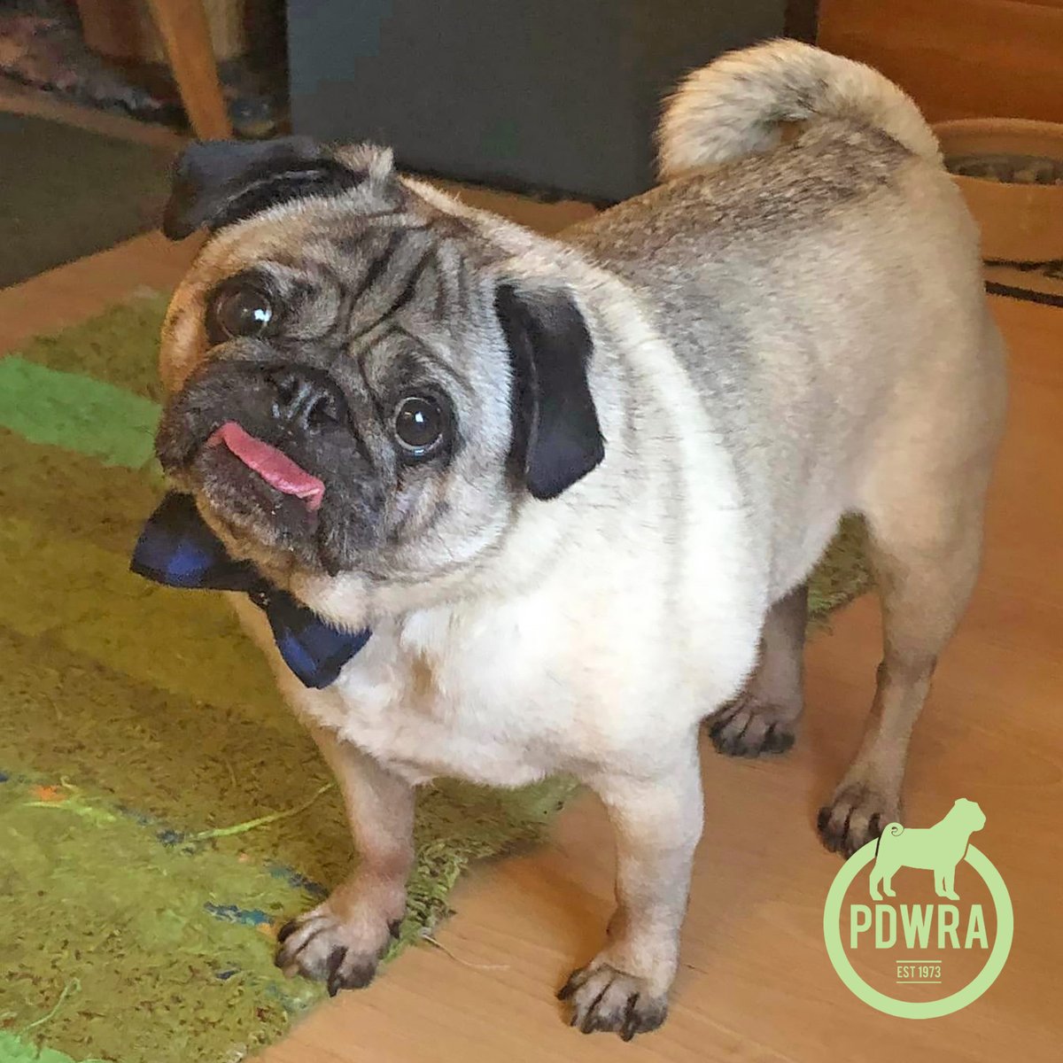 In April’s newsletter, we delved into Laura's experience as a first-time dog owner to find out how Melvin, whom she adopted from the PDWRA a year ago, has become such an integral part of her life - ecs.page.link/VZSxo 
#pdwra #pugcharity #foreverhome #pugadoption #pug