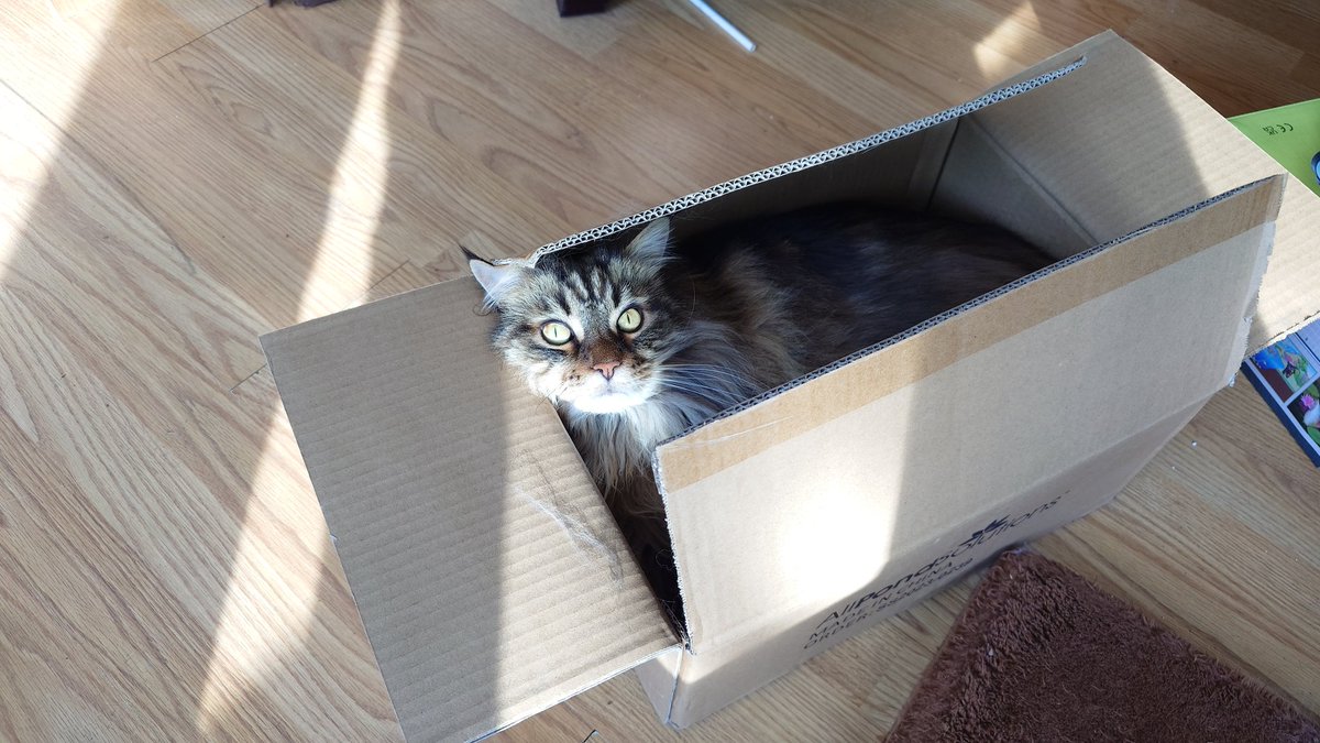 I think Seymour has a new favourite box! #mainecoon