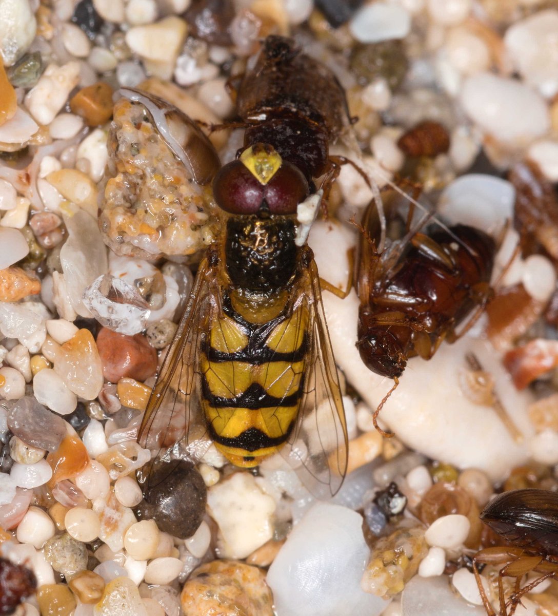 Some hoverflies! I believe Sphaerophoria scripta (?) and Eupeodes corollae (?) (8/)