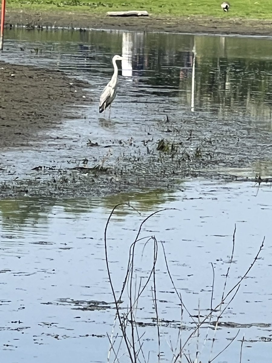 Mr Heron fishing for golf balls at Trent Lock today. Fortunately mine escaped his clutches so that’s a bonus. Hoping it didn’t follow me home and eye up my fish. #dentistswithherons