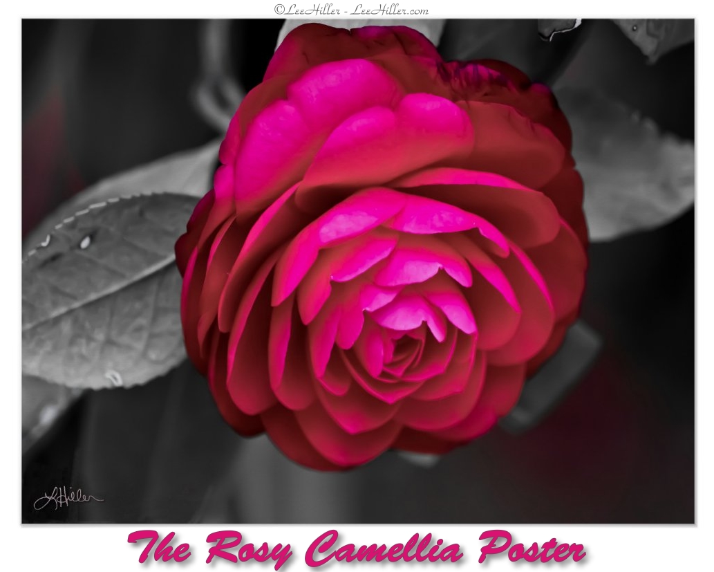 💮🌿💮🌿💮🌿💮 The Rosy Camellia Poster zazzle.com/the_rosy_camel… #flowerphotography #PhotographyIsArt #FLOWER #blossom #gifts #giftshop #giftideas #birthdaygift #MothersDay #anniversarygift #art #homedecoration #wallartforsale #wallart #poster
