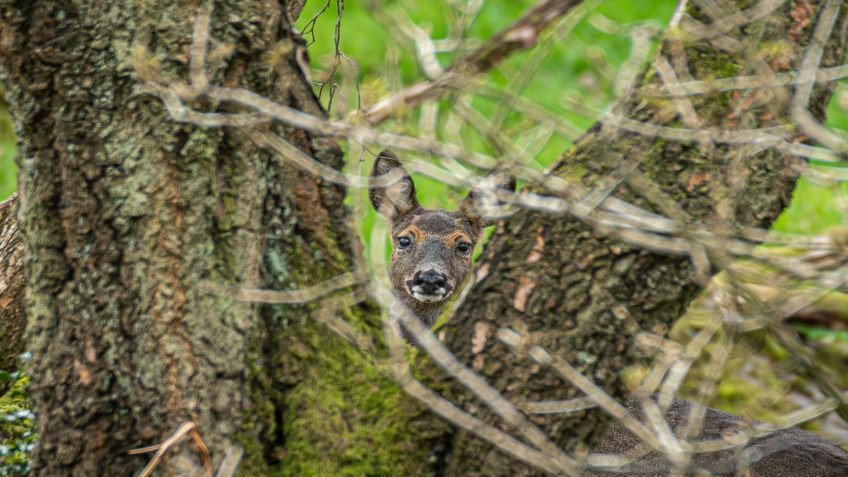 This roe deer seems to have found the perfect tree to match with her markings and to frame her face so beautifully for a photo. 📸Thanks to @cerbykev #longshaw #wildlifewatching #wildlifeofthepeakdistrict