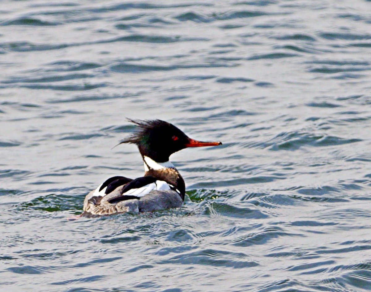 Red Breasted Merganser at Ardmore Point today ⁦@Clydebirding⁩ #naturephotography #merganser