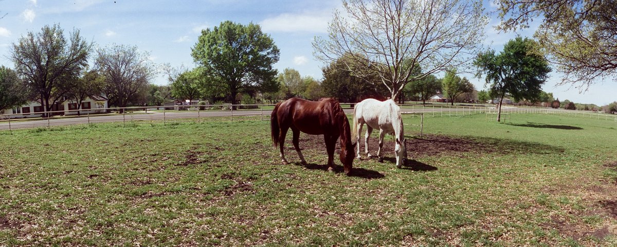 Somewhere on the ranch with Jeffrey and Ivan and my #Widelux F7 camera. It gets about 15-20 shots per 36 exposure roll. Depends on how many I muck up trying to load the camera. #horses #thoroughbred #quarterhorse #filmphotography #notstreetphotography
