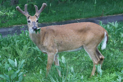 Illinois officials announce #CWD detection in another county A wild deer exhibiting signs of CWD tested positive for the fatal prion disease in mid-March. cidrap.umn.edu/chronic-wastin… Photo: Stephen Horvath / Flickr cc