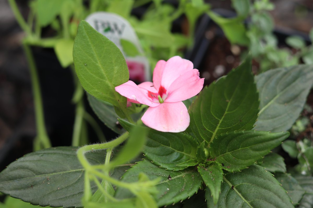 Campus Beautification Day is May 23 at Bannatyne campus! The annual UM tradition offers community gathering for gardening activities, music and free lunch! Gardening will begin at 9am and go until noon. RSVP here by May 20: forms.office.com/Pages/Response…