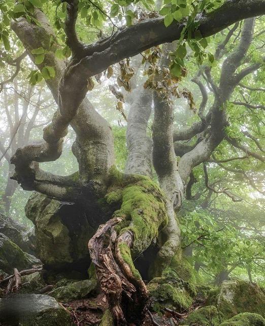I am
twisted branches
and aching bones,
deep tangled roots in
black-rich soil,
ancient earth blood
in singing flow,
connected to all
~ Marynthel Willowbrook
Image credit: @markusstock_photography