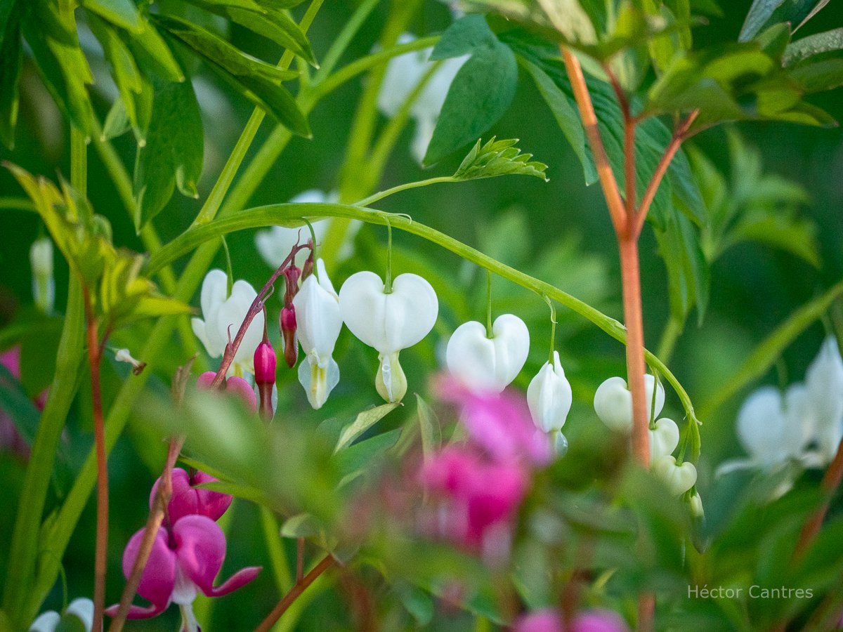 Bleeding #heart #flowers are said to be about unrequited or rejected love, as well as #love & #romance.

The White #BleedingHearts are for #innocence #purity #faith and #clarity.
#BleedingHeartFlowers #nature #naturephoto #NatureBeauty #hacerfotos #flores #gardening #WildFlowers