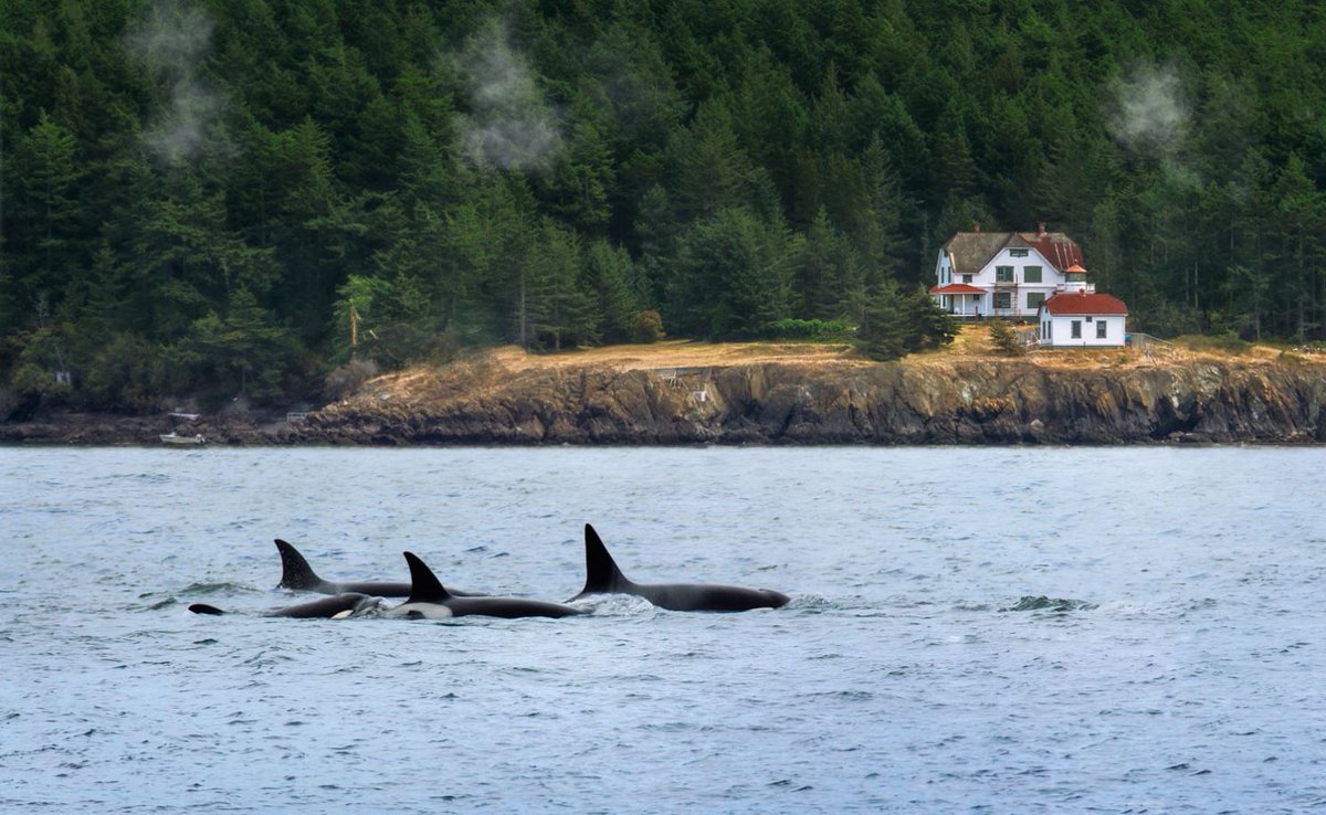 An orca pod swims through the San Juan Islands National Monument! Situated in the northern reaches of Washington's Puget Sound, the San Juan Islands are a uniquely beautiful archipelago of over 450 islands, rocks and pinnacles. 📷 Teri Simpson
