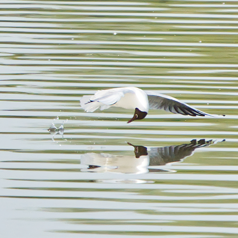 War da was? Lachmöwe im Tiefflug 🙂 #NaturePhotography black-headed gull