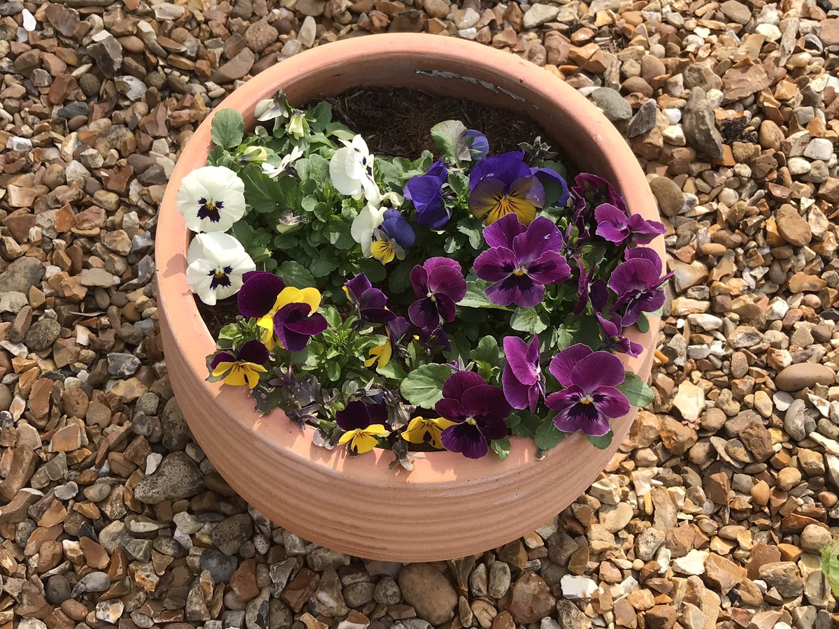 Ready to join others for @ProjectViolet1 webinar… not quite violets but I gave purple pansies!!