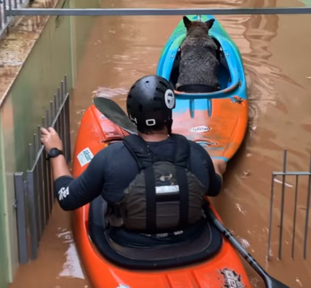 Após competição ser cancelada, atletas da canoagem ajudam no resgate de pessoas e animais em Três Coroas; veja vídeo glo.bo/3UFJd84