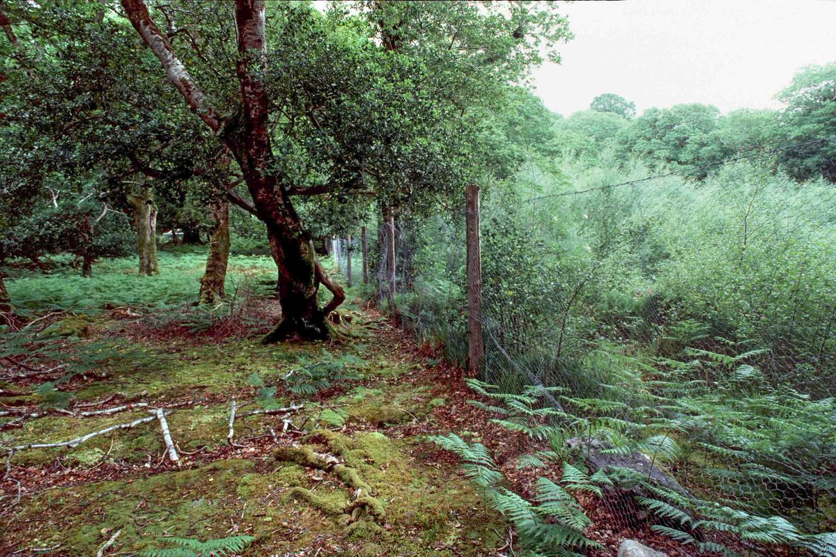 Look at the contrast between two sides of a deer fence in Tomies Wood in Killarney NP. This image was taken by @RichardTMills 42 years ago.

The state has had all the evidence required to justify decisive action for *over 50 years*. And what has it done in that time?

Nothing.