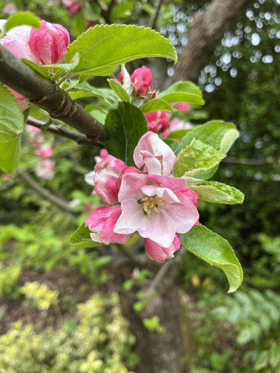 There’s something hopeful about #AppleBlossom