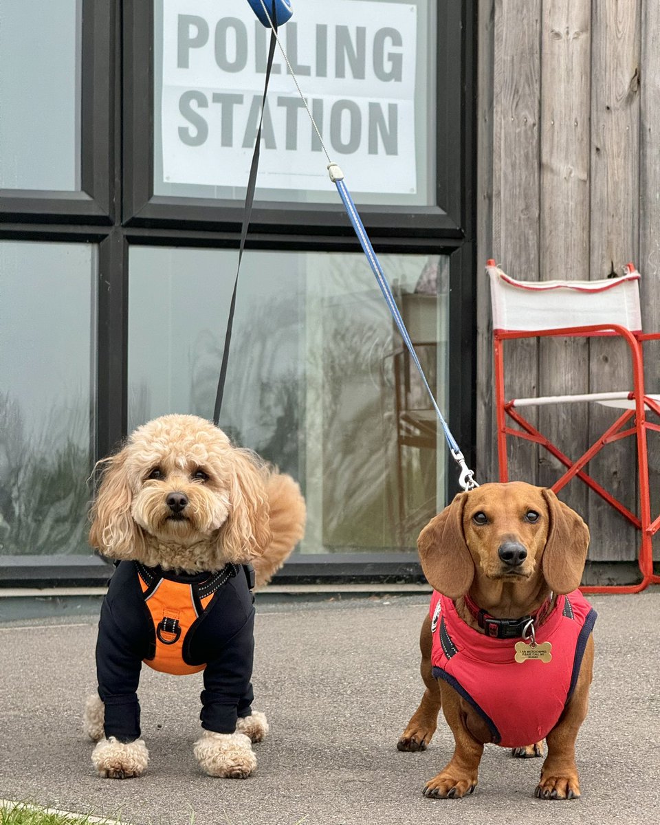 Today in pawlitics: from bark to ballot, the Waggy Boops crew is ready to sniff out the best candidate and show us how it's done! 
Vote like your treats depend on it! 🐾🐾🗳️ 

#pawlitics #pawstothepolls #dogsatpollingstations #dogsatpollingstations2024 #localelection2024