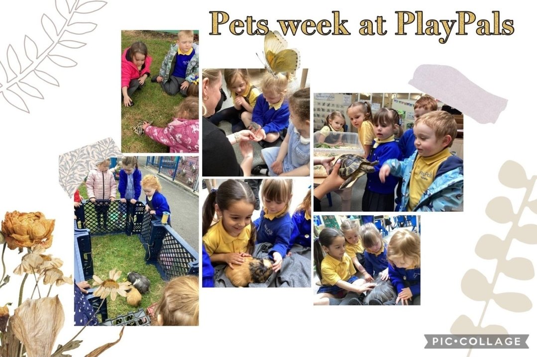 We have been learning about responsibility and how to take care of different pets, including a tortoise, hamster & gunniepig. #KUW #PlayLearnThrive #PlayPalsNurseryAbram #AbramStJohns #QUESTtrust #EarlyYearstoEmployment @CEO__Quest