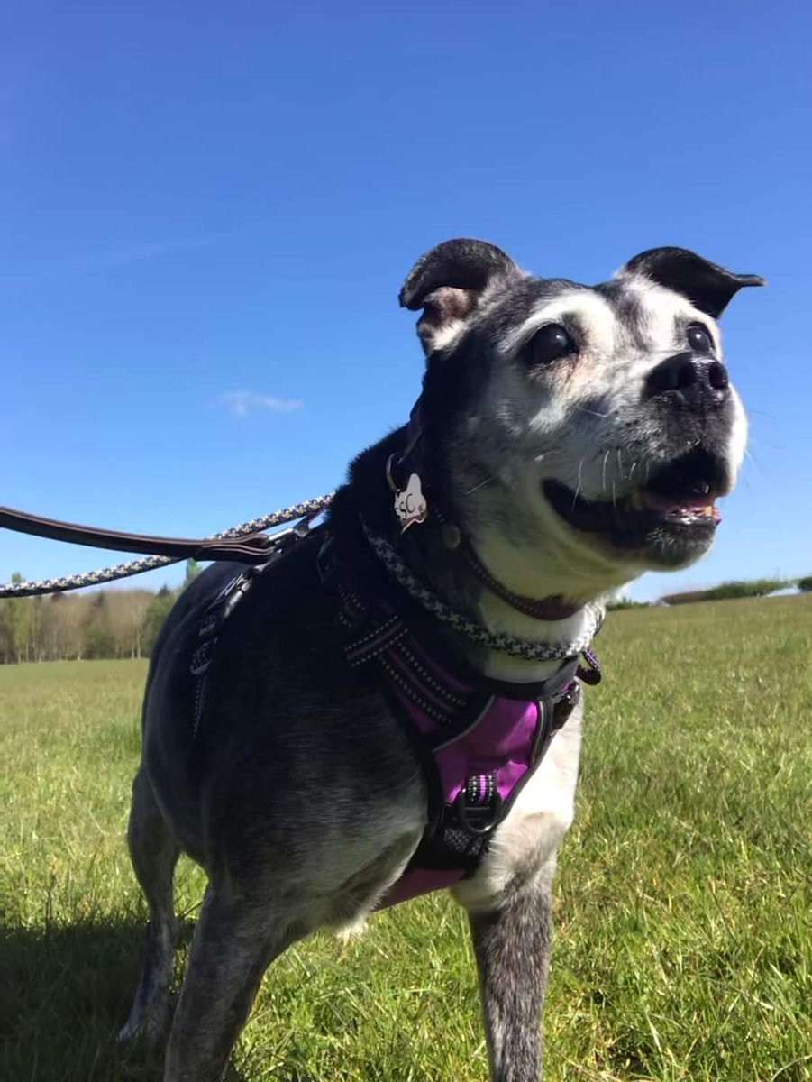 Patsy here...on the lookout for my furever family, have you seen them please?? 🙏🥰😍 Patsy isn't quite ready for adoption just yet but she won't be long now. She's a real sweet little lady who deserves the best that life can offer ❤️🥰 Stay tuned as we discover more about her!