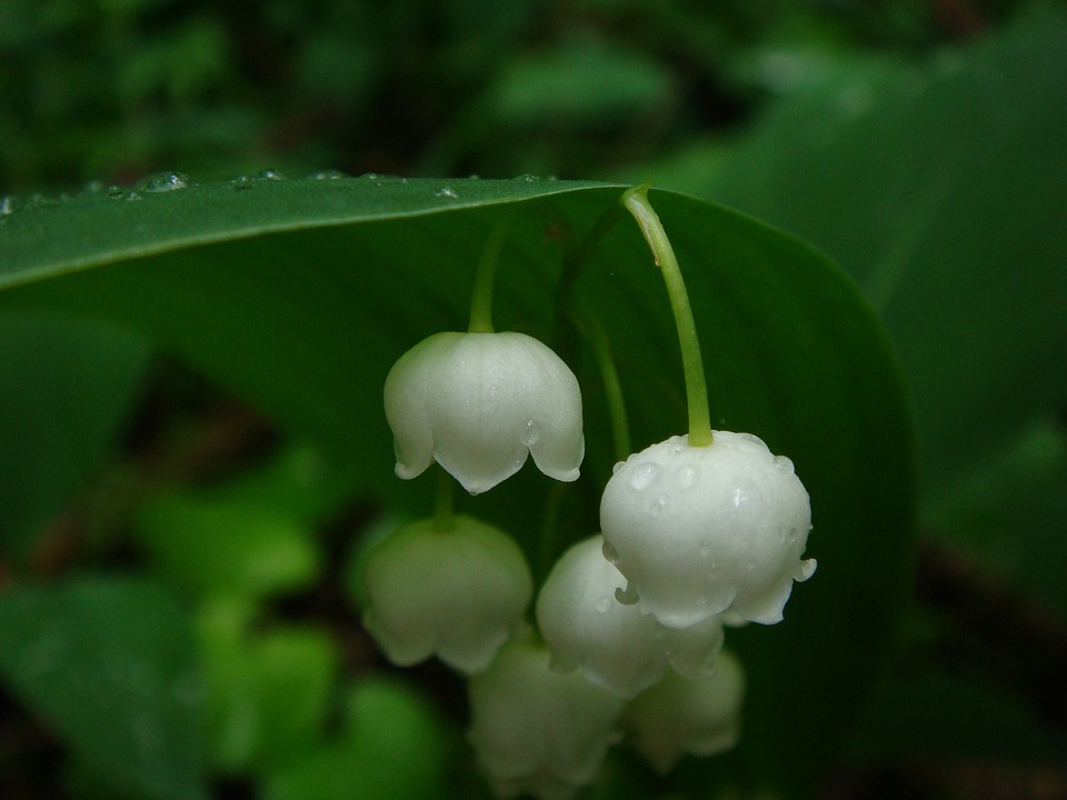 Lily of the Valley: purity, joy, love, sincerity, happiness and luck …icflowersbeautifulblooms.blogspot.com/2024/05/lilly-… Lilly May Birth flower #LilyoftheValley #Lily #Lilly #BirthFlower