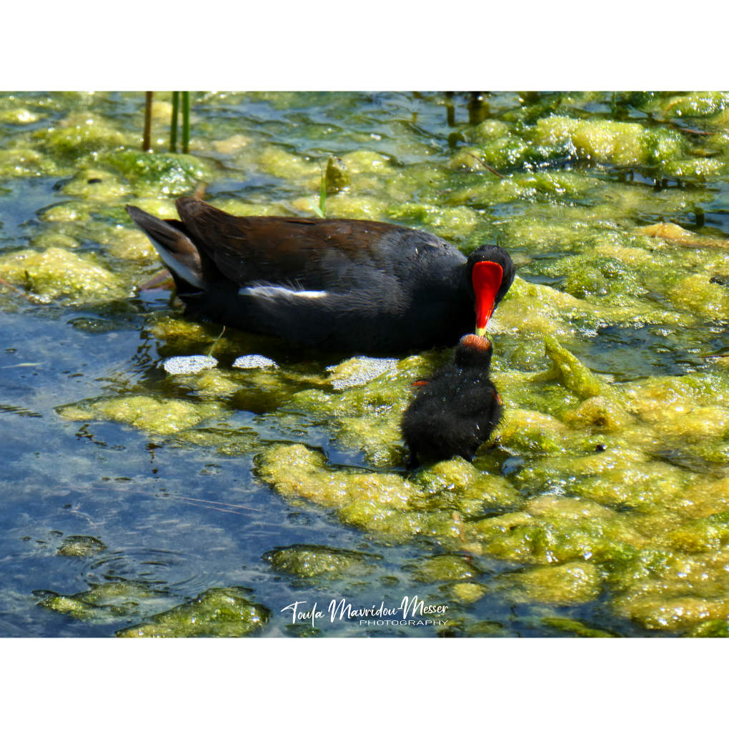QT or share your wildlife babies!

Mama Moorhen feeding her chick.