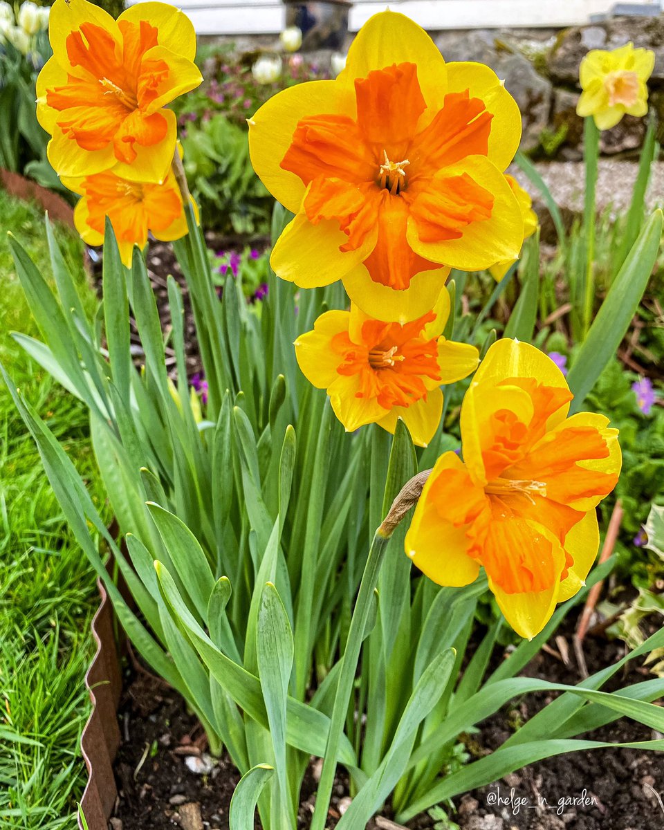 Narcissus «Mondragon» in our May garden.😄
#Flowers #nature #NaturePhotography #gardening #gardens #Norway  #plants #daffodils #NaturePhoto