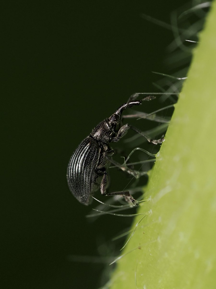 First you spot a little weevil … and then you see them everywhere, making merry with the Hollyhocks. Aspidapion radiolus, about 3mm long and rather hairy. #weevils