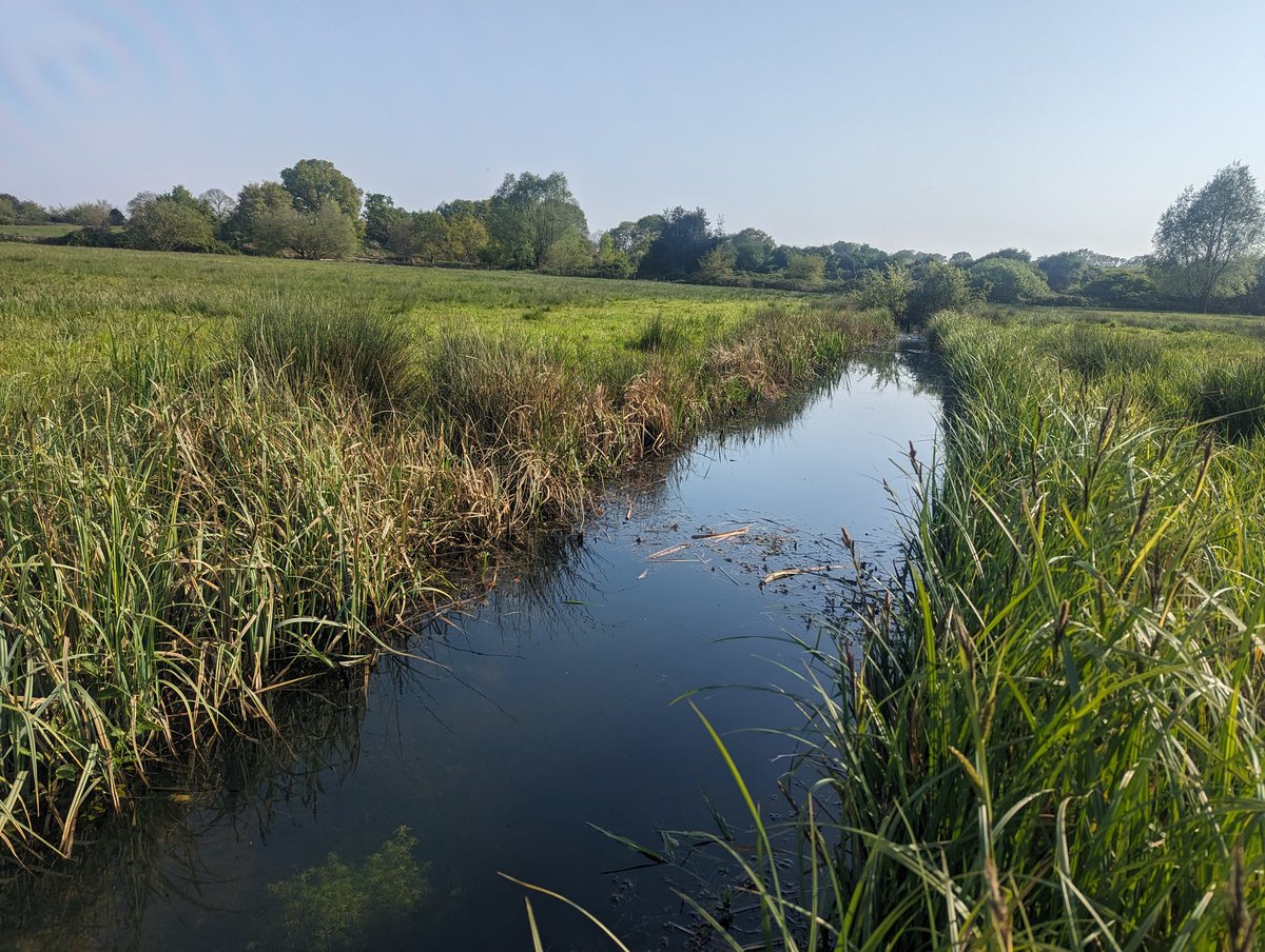 Church Farm's diverse range of habitats means it's a haven for many species. Nightingale's currently singing from the dense hedgerows, ragged robin and cuckooflower flowering on the marshes and water voles feeding in the dyke margins. A hidden gem! 

@suffolkwildlife