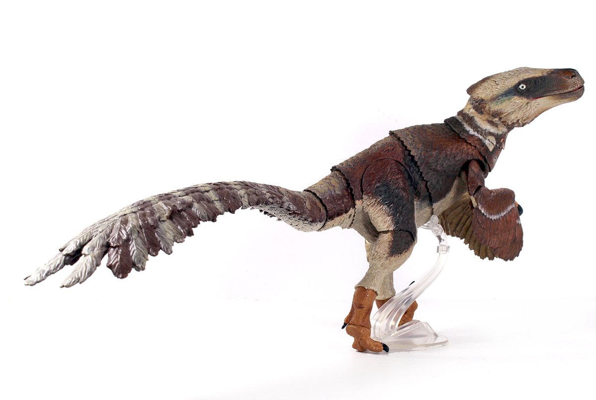 Today we have a closer look at the paint sample for the upcoming Beasts of the Mesozoic Utahraptor ostrommaysi! This beefy dromaeosaur will be shipping from the factory in a few weeks and is set for release in June. #beastsofthemesozoic