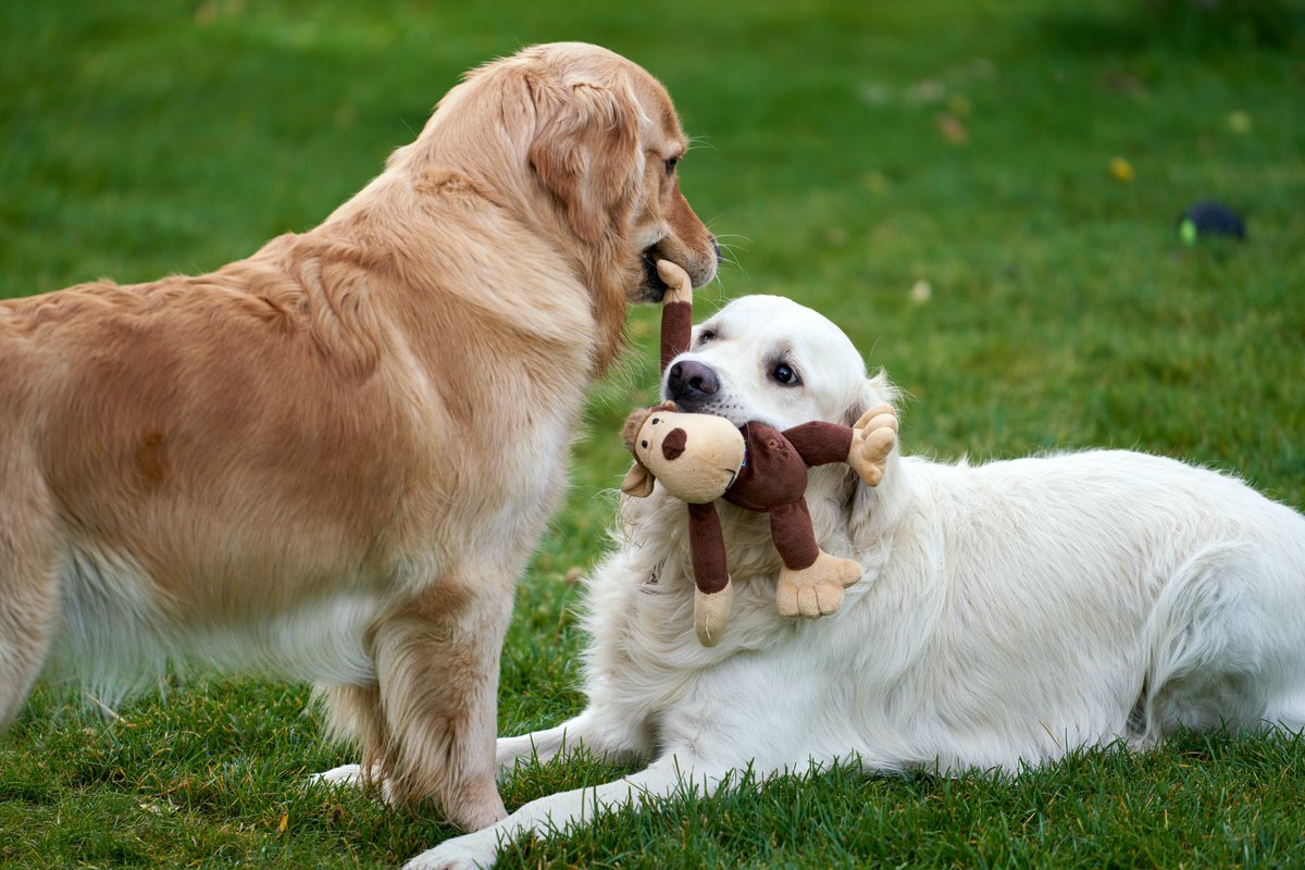 Discover a world of wagging tails and happy trails at our pet emporium!

#petsupplies #dogs #petaccessories #petproducts #petgrooming #dogsupplies #petstagram #doglife #petshoponline #doggrooming #petlover