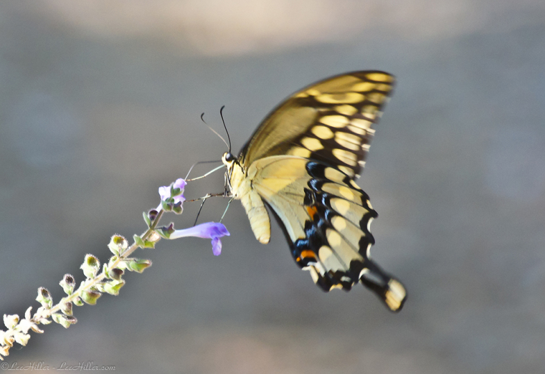 Giant Swallowtail
#butterfly #butterflies #HikeOurPlanet #FindYourPath #hike #trails #outdoors #publiclands #hiking #trailslife #nature #photography #naturephotography #naturelovers #NatureBeauty #OutdoorAdventures