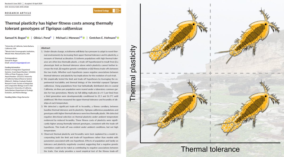 🚨New paper!!🚨 Ectotherms with high thermal tolerance are often less thermally plastic, potentially due to a fitness tradeoff Just out in @FunEcology, we find that reproductive costs of thermal plasticity are greater in more thermally tolerant families besjournals.onlinelibrary.wiley.com/doi/10.1111/13…